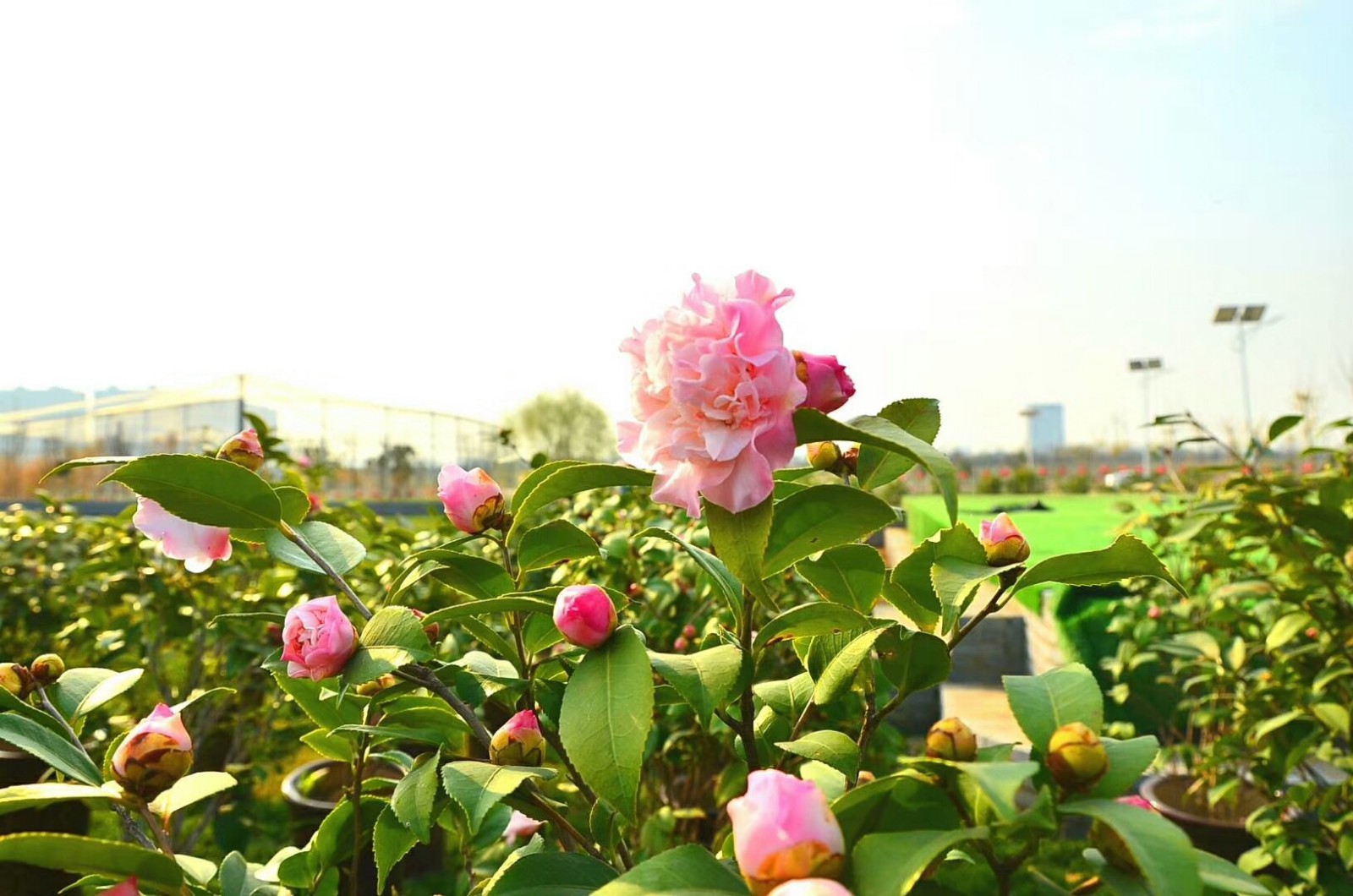 茶花 (1).jpg